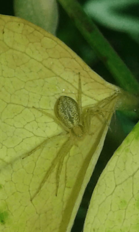 Philodromidae? S�, Philodromus sp. - prov. PD